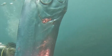 Во Тајван испливала злокобната риба која најавува катастрофи
