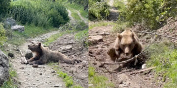 (Видео) Мечка се заглави во бачило на Шар Планина, по 10 часа минати во сајла, едвај ја ослободиле