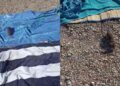 (Видео) Стаорец се шета на плажа додека туристите се сончаат