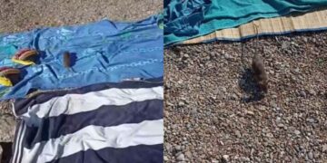 (Видео) Стаорец се шета на плажа додека туристите се сончаат