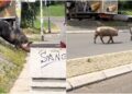 (Видео) Свињи слободно шетаат низ улиците на Белград
