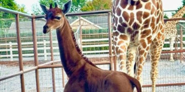 Се роди жирафа без дамки, се верува дека е единствена во светот