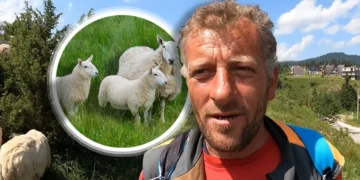 (Видео) Босанец си ги сака овците повеќе од жените: Досега три сопруги ме оставија поради нив