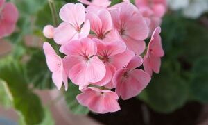 Сардели, важен симбол во куќата