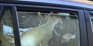 Германец земал јагне од Хрватска и со автомобил се обидел да го донесе во Берлин