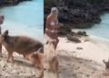 (Видео) Свиња нападна девојка на плажа во Хрватска