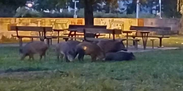 (Фото) Наезда на диви свињи слободно се шетаат и ги исплашија граѓаните на Загреб