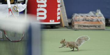 (Видео) Верверичка се појави на теренот додека се играше тенис на УС Опен