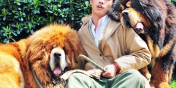 Најскапата раса на кучиња на светот е тибетски мастиф кој чини 2 милиони долари