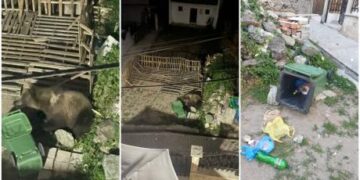 (Фото) Мечка му влезе во домот на поранешен пратеник