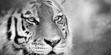 Угина сибирска тигрица Надја во Зоолошката во Скопје