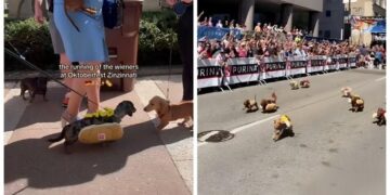 (видео) Трка на 100 кучиња јазовичари се одржа на Октоберфест, сите беа облечени во костими на хот-дог