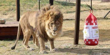(Видео) Најосамениот лав на светот се врати во природното живеалиште откако со години бил напуштен во Зоолошката градина во Ерменија
