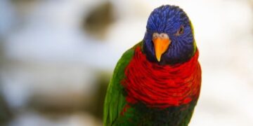 (Видео) Папагал стана хит на интернет откако отпеа песна од Ријана