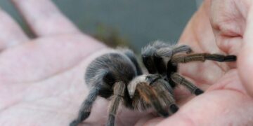 Тарантула „виновна“ за сообраќајна несреќа во парк во Калифорнија