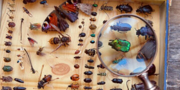 Откриено е присуство на нови видови инсекти