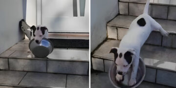 (Видео) Снимка со кученце ќе ви го разубави денот-неговата  нова вештина го насмеа интернетот