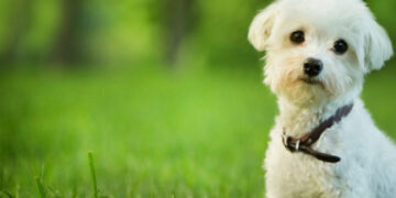 Раси на кучиња кои се најдобри за луѓе кои страдаат од алергии