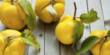 Дуњи за здравје и убавина: Како да направите мелем и лосион