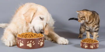 Дали претпочитате повеќе кучиња или мачки – што открива тоа за вашата личност