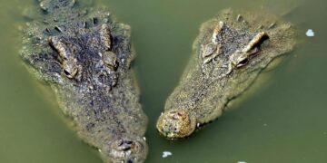 Маж гризнал крокодил и се спасил од сигурна смрт кога животното го нападнало