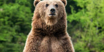 Мечка и карате