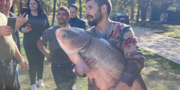 (Видео) Огромна риба извлечена од езерцето во Градскиот парк