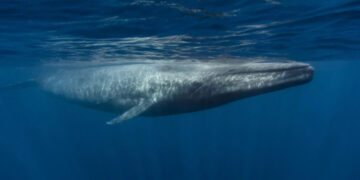 По неколку децении, сините китови се враќаат во своето тропско засолниште – Индискиот Океан