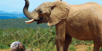 Виц на денот: Полжав и слончица во љубовна врска