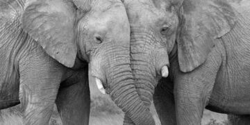 Виц на денот: слон и слончица