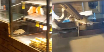 (Видео) Ужасна снимка од пекара во центарот на Белград: стаорци шетаат во витрина со храна