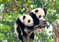 Единствените британски џиновски панди се вратија во Кина
