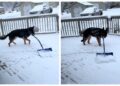 Куче кое го чисти снегот ги воодушеви корисниците на социјалните мрежи, собра милиони прегледи