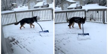 Куче кое го чисти снегот ги воодушеви корисниците на социјалните мрежи, собра милиони прегледи