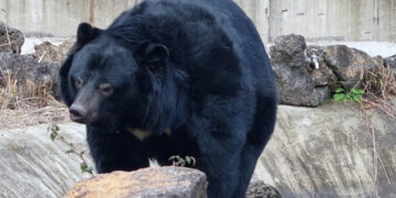 Шкотска зоолошка градина посвои кафеав мечок кој ја преживеа војната во Украина