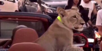 (Видео) На Тајланд во автомобил го возела миленикот лав, уапсена сопственичката