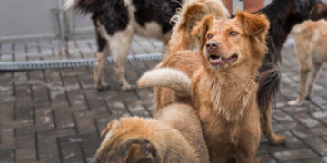 Кучињата од Чернобил го отвораат патот до лек за рак
