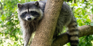 Ракун ја исклучи струјата во Торонто: се заиграл со инсталациите, па 7 илјади луѓе останаа во темница