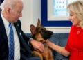 Кучето на Бајден најмалку 24 пати каснало членови на Тајната служба