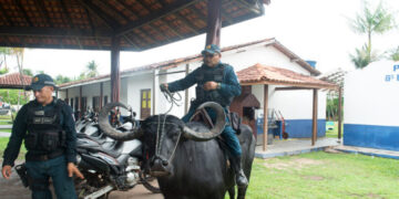 На бразилски остров полициската патрола користи биволи
