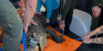 (Фото) Маж во Њујорк 30 години дома чувал алигатор, го пуштал да плива заедно со други луѓе