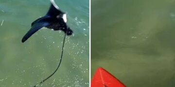 Уживаше во сурфање, а потоа необично суштество излета од морето: внимавајте на опашката