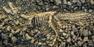 Во Аргентина откриен нов вид диносаурус