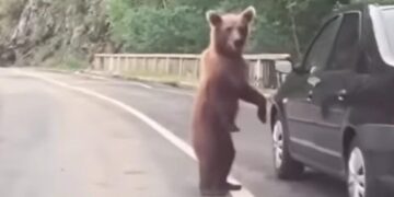 (Видео) Туристи поради селфи малтретирале мечиња, па ги фатила полиција