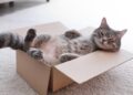 Семејство во САД по грешка си ја испратило мачката на пат во кутија со чизми