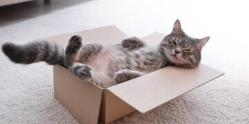 Семејство во САД по грешка си ја испратило мачката на пат во кутија со чизми