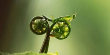 Виц на денот: Комарци на мотор