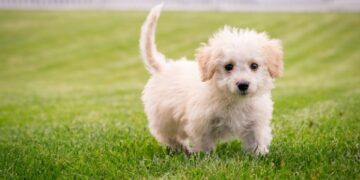 Кучето го пронаоѓа најдобриот човек од семејството кое го чува и му е најлојално