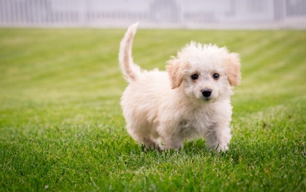 Кучето го пронаоѓа најдобриот човек од семејството кое го чува и му е најлојално