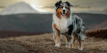 Куче истрчало 6,5 километри за да го спаси својот сопственик по сообраќајна несреќа